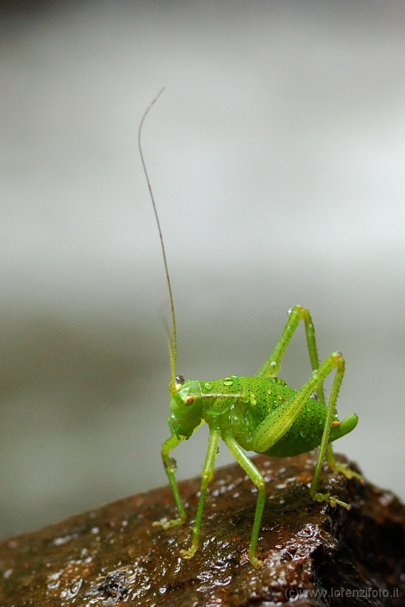 Phaneropteridae leptophyes.jpg